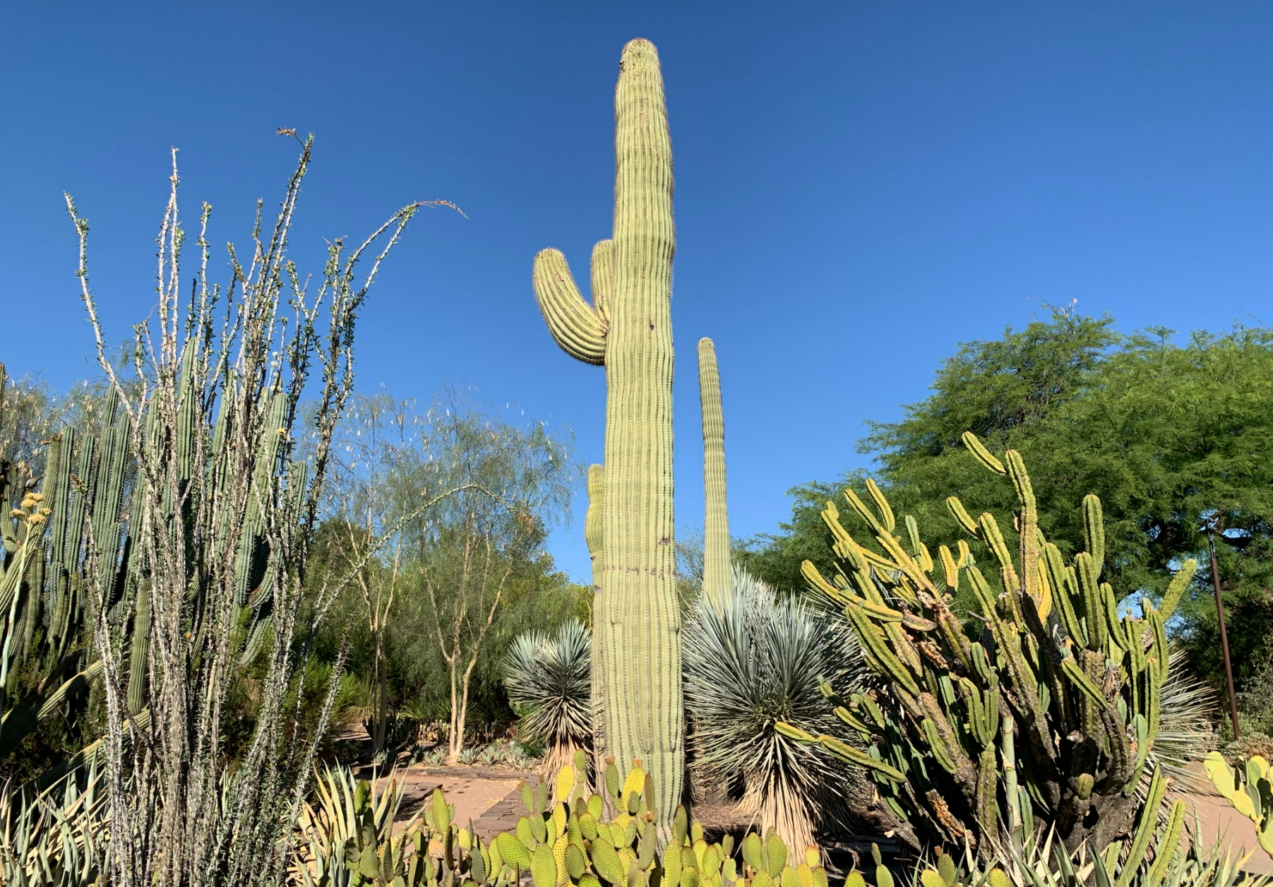 Saguaro Cactus at Desert Botanical Garden, Arizona