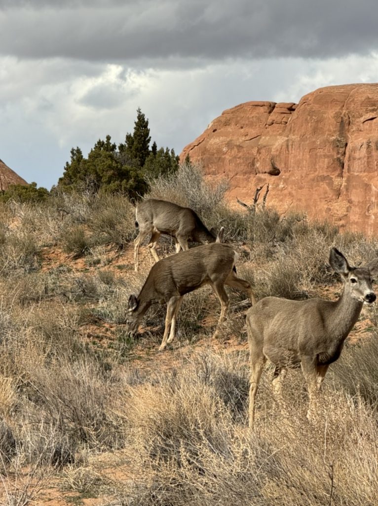 Arches National Park